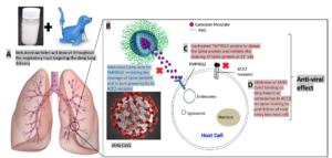 Figure. Extracellular extended release and antiviral mechanism of camostat (Camo) from nebulized Camo-PEG nanoliposomes (Camo-pegNLs). 